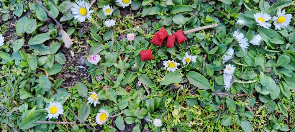 Giftköder-evtl Giftköder-Profilbild