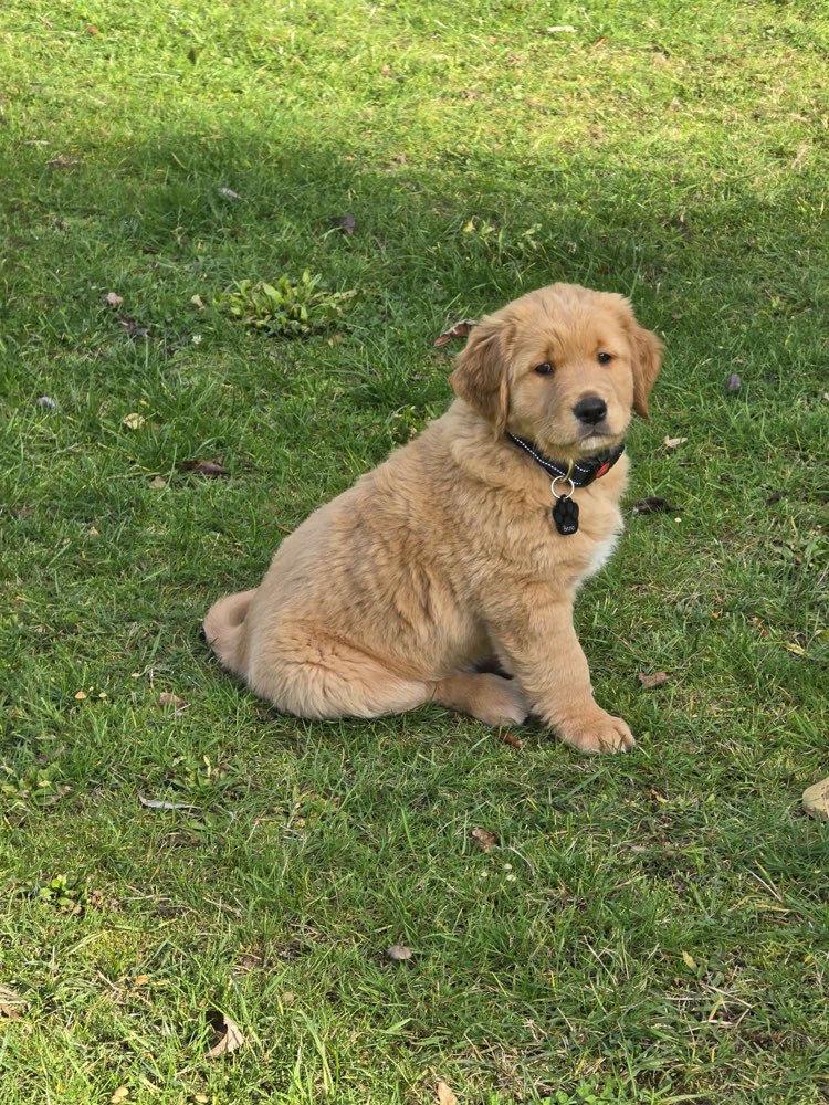 Hundetreffen-Treffen mit anderen Hunden-Profilbild