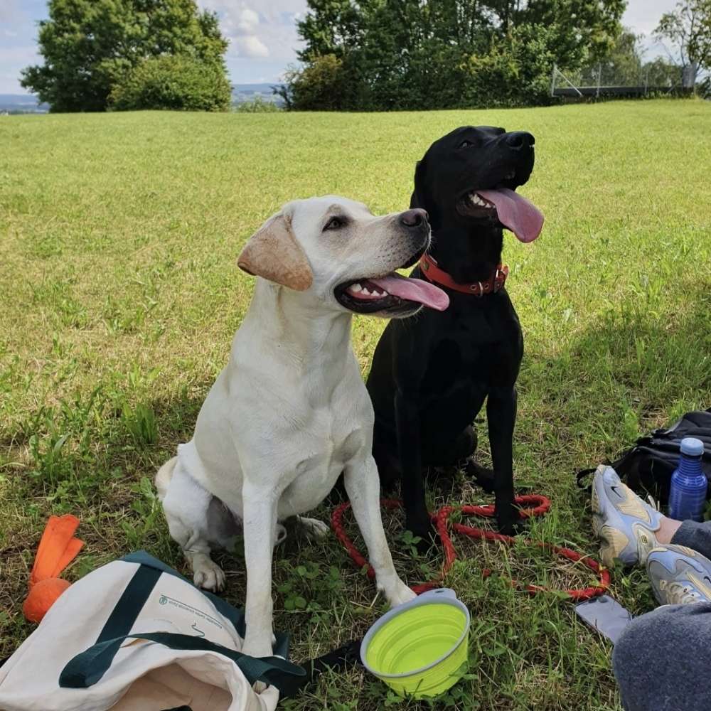 Hundetreffen-Hundetreffen-Profilbild