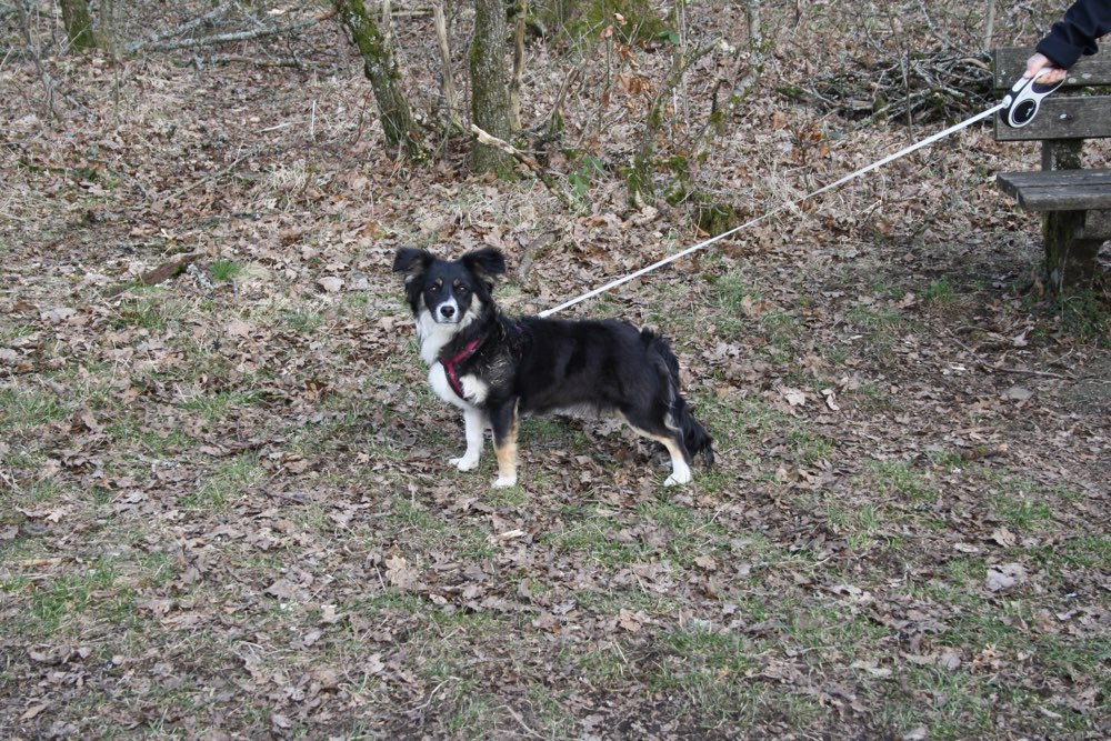 Hundetreffen-Junghundetreff-Profilbild