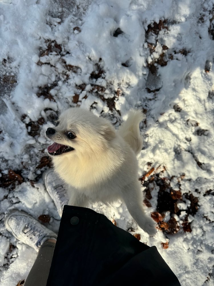 Hundetreffen-Spielpartner*in für Nala gesucht! 🐾💕-Profilbild