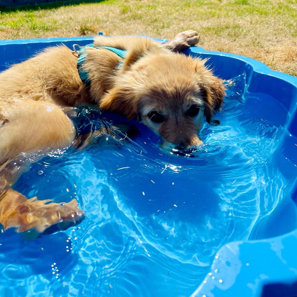 Hundetreffen-Spieletreff am Hundebadeplatz-Profilbild