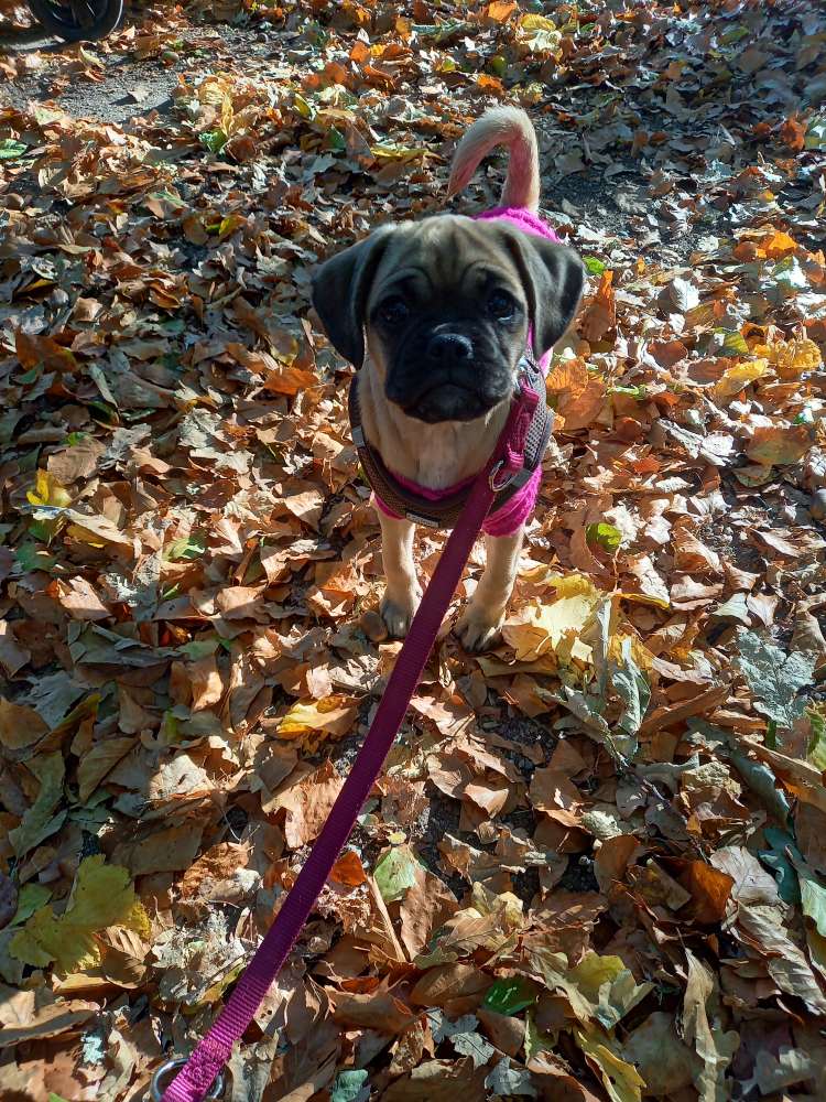 Hundetreffen-Welpen spielen-Profilbild
