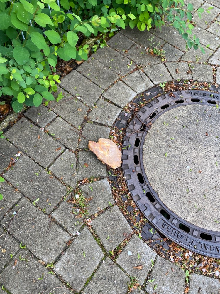 Giftköder-Ausgelegtes Fleischstück-Profilbild