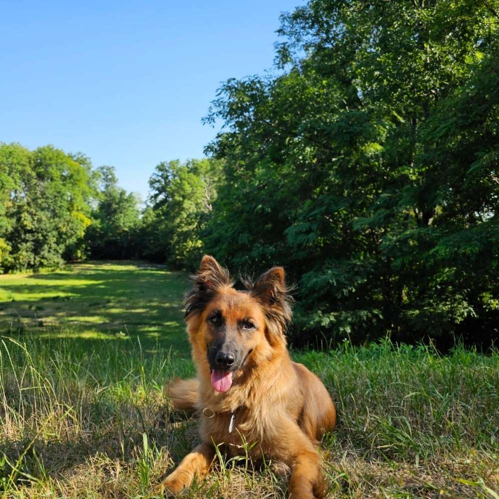 Hundetreffen-Gassibegleitung gesucht-Profilbild