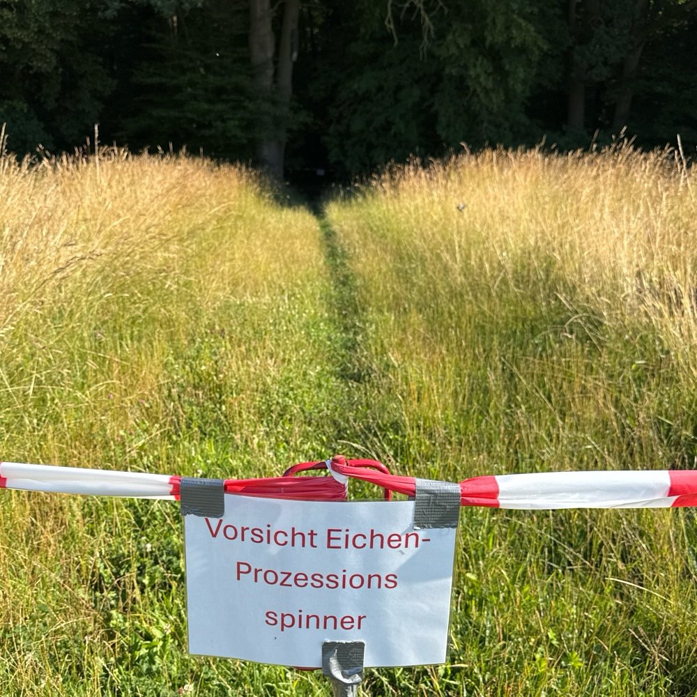 Giftköder-Eichen Prozessionsspinner-Profilbild