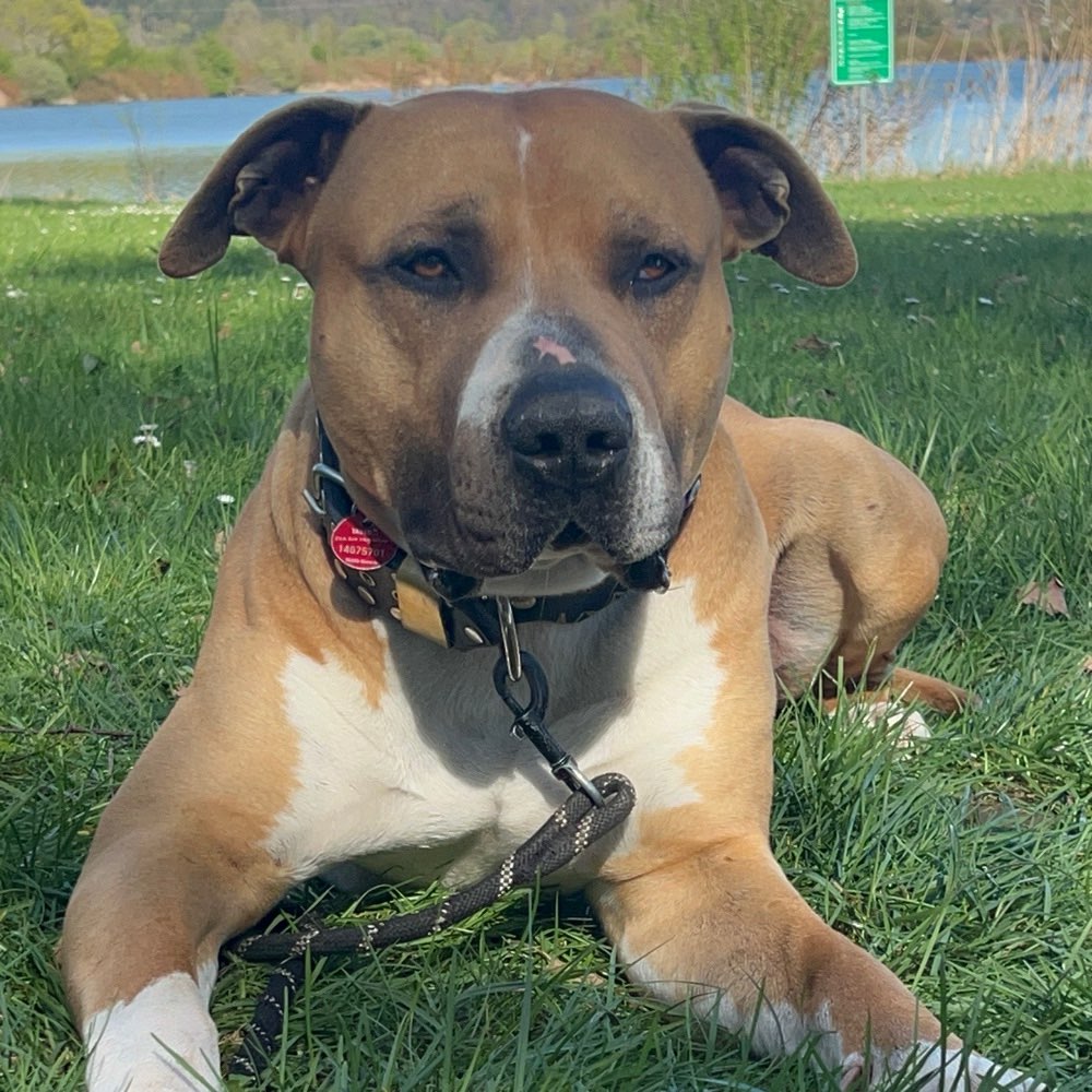 Hundetreffen-Spieltreff-Profilbild