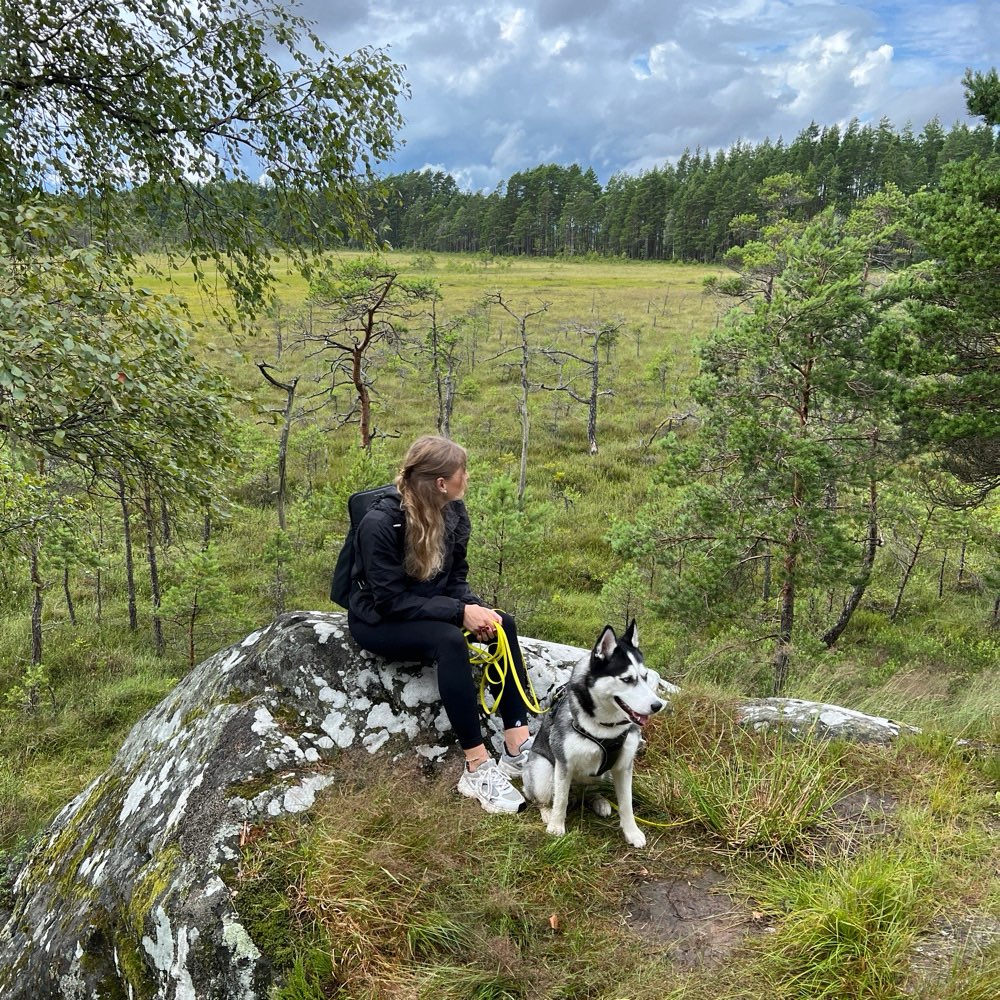 Hundetreffen-Social Walk / Trainingsspaziergang-Profilbild