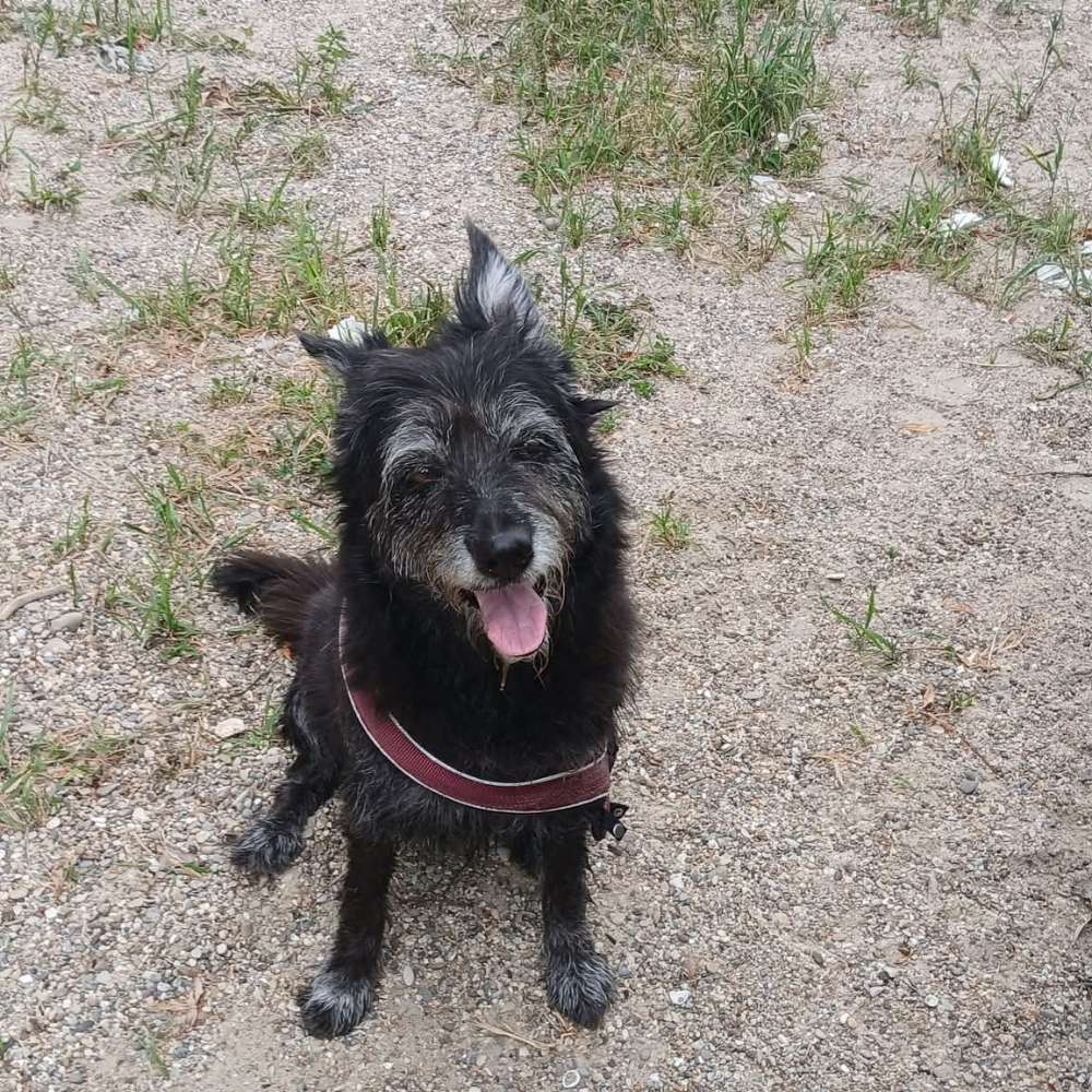 Hundetreffen-Rundweg Arbersee-Profilbild
