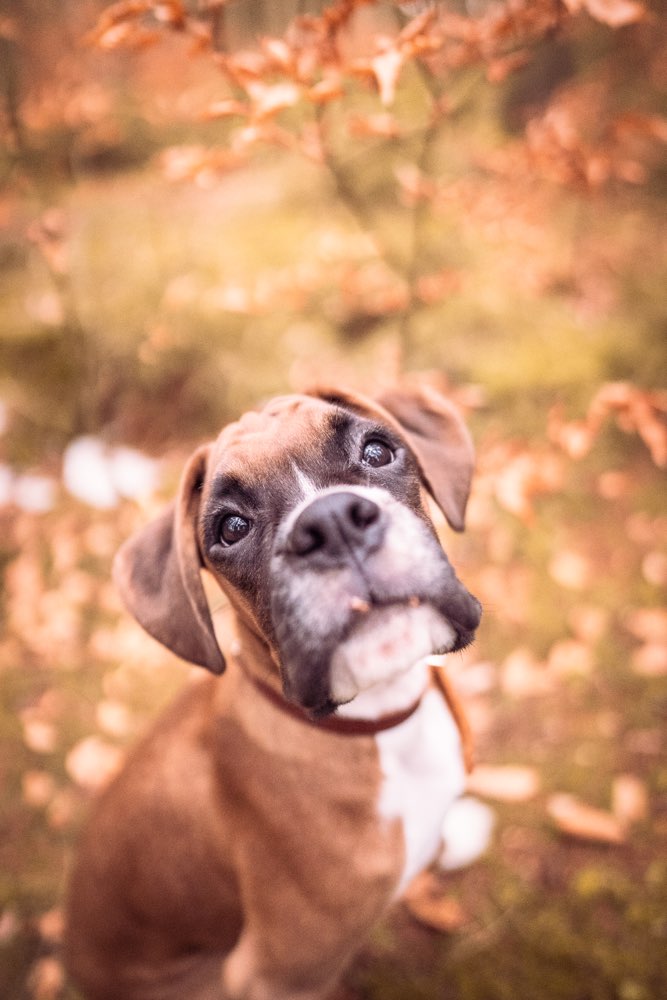 Hundetreffen-Hundefreunde gesucht-Profilbild