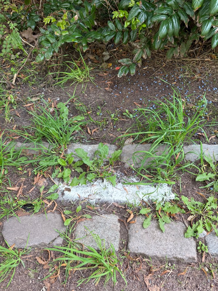 Giftköder-Rattengift? Undefinierbares weißes Pulver-Profilbild