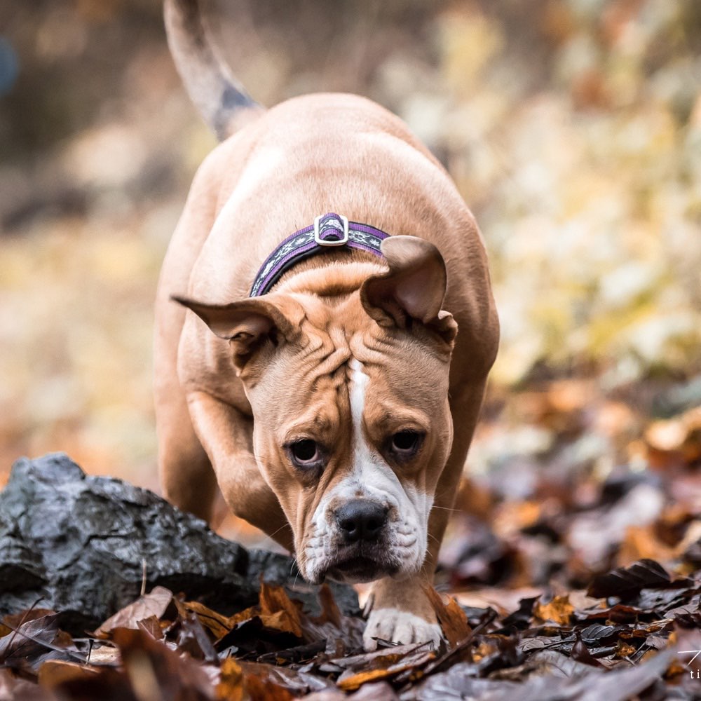 Hundetreffen-Gassi/Spielrunde-Profilbild