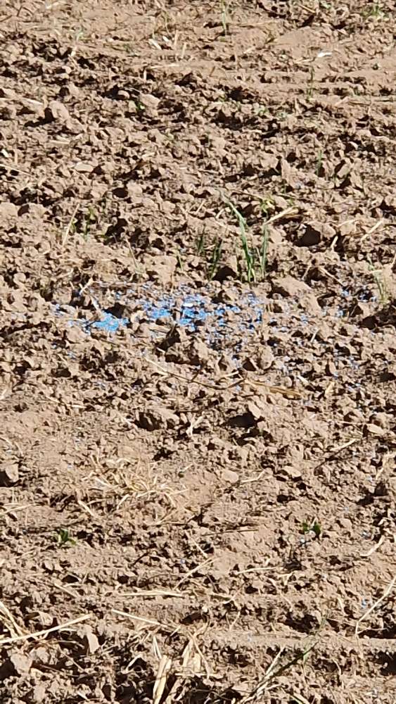 Giftköder-Blaue Kugeln evtl. Gift auf Feld-Profilbild