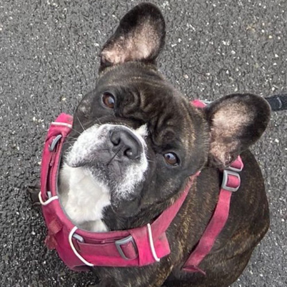 Hundetreffen-Treffen zum gemeinsamen Gassigehen-Profilbild