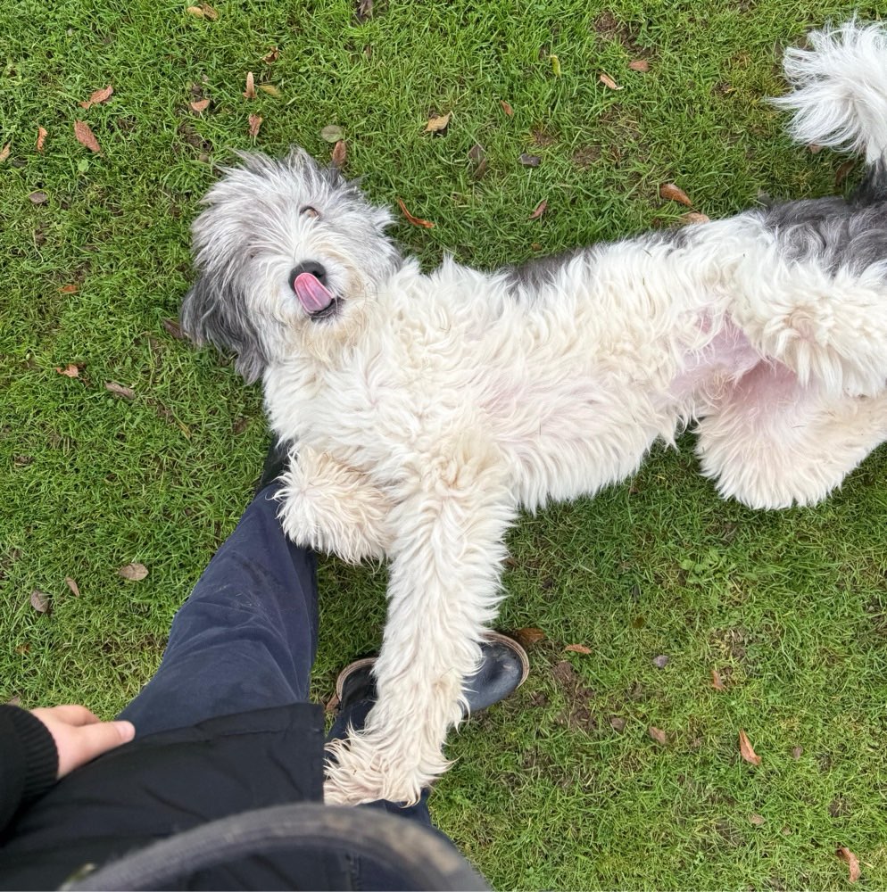 Hundetreffen-Gemeinsam Gassi gehen-Profilbild