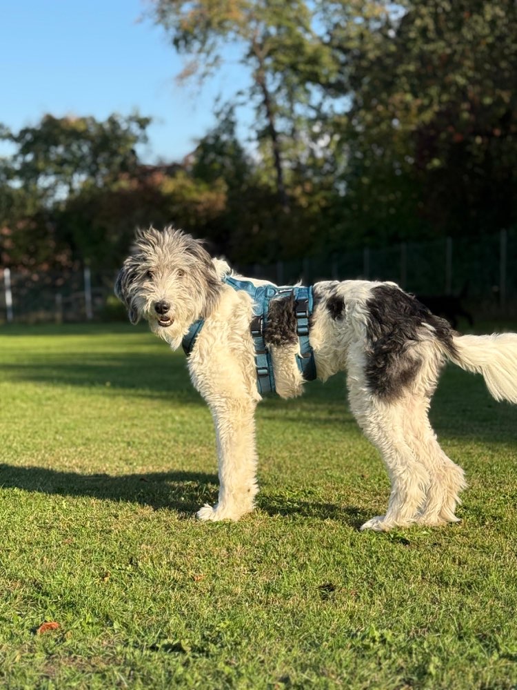Hundetreffen-Gemeinsam Gassi gehen-Profilbild