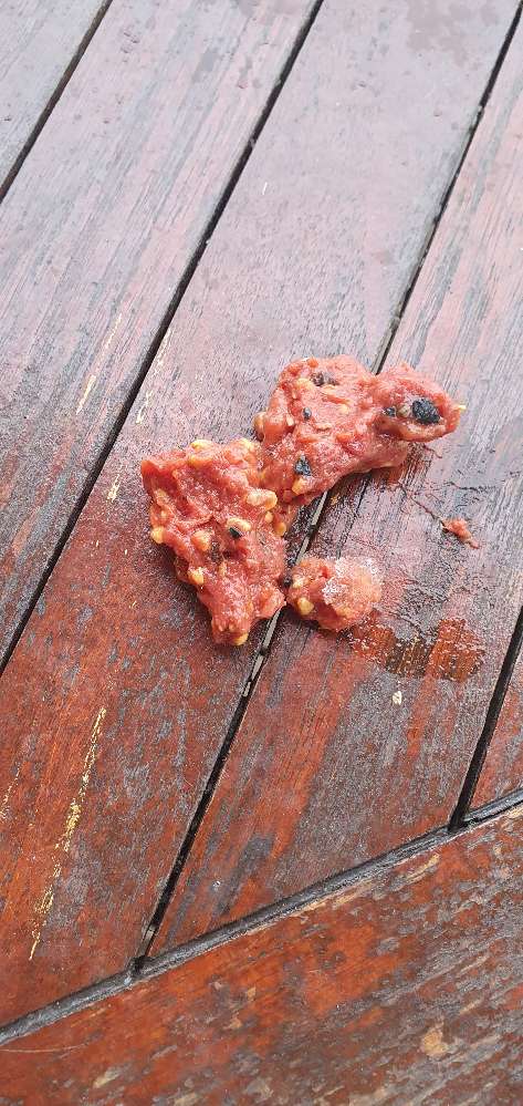 Giftköder-Seltsame Fleischstücke-Profilbild