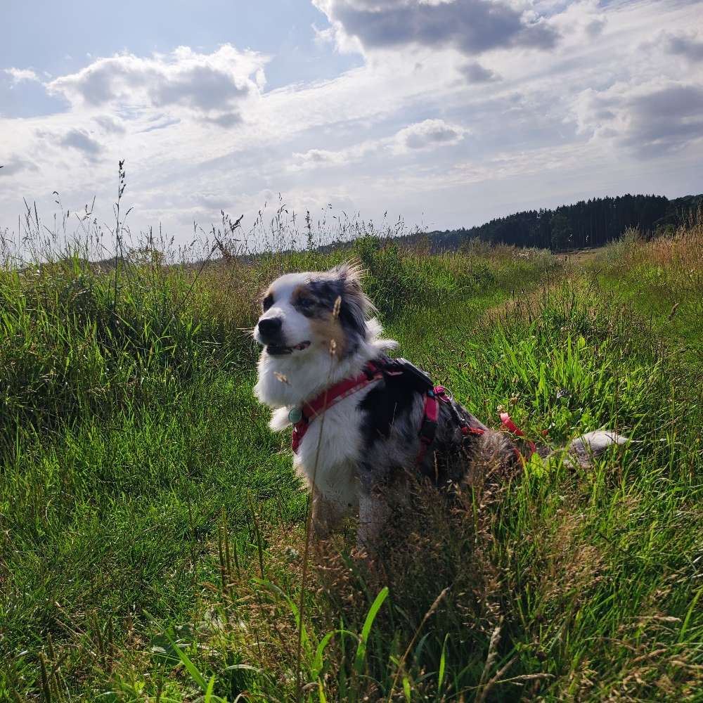 Hundetreffen-Social Walk Gefährten gesucht-Profilbild