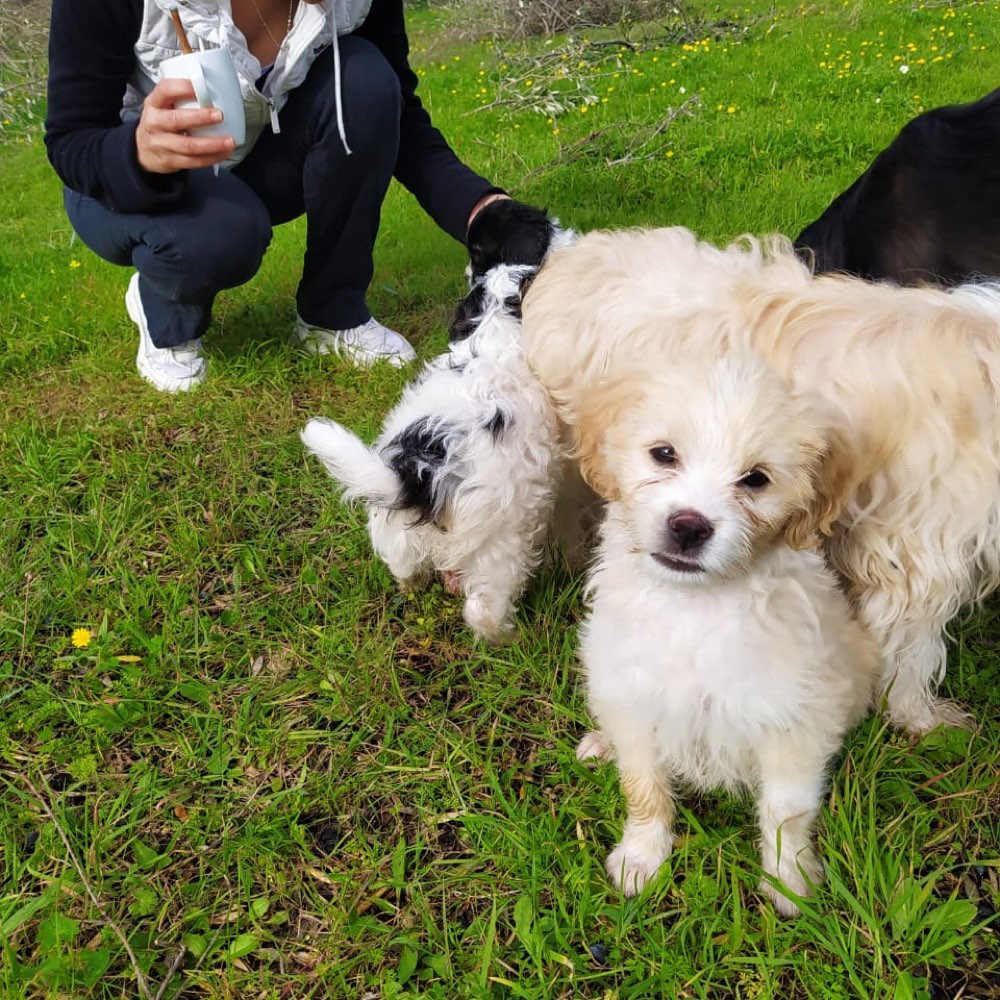 Hundetreffen-Welpentreffen in Bruchsal / Schlossgarten-Profilbild