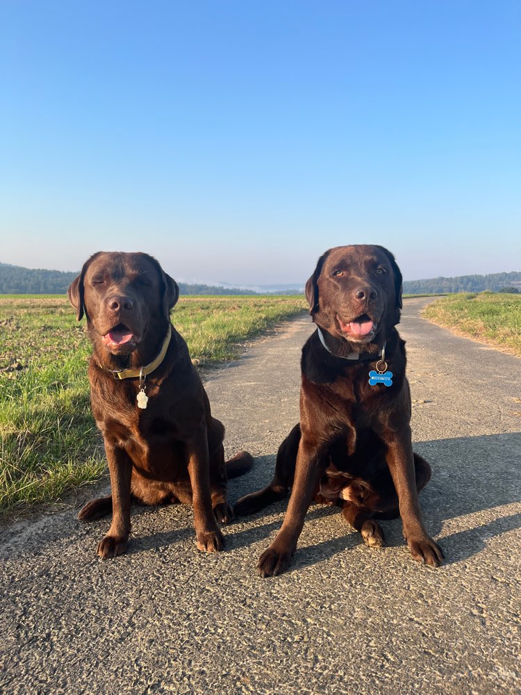 Hundetreffen-Freunde zum Spielen und Gassi gehen-Profilbild