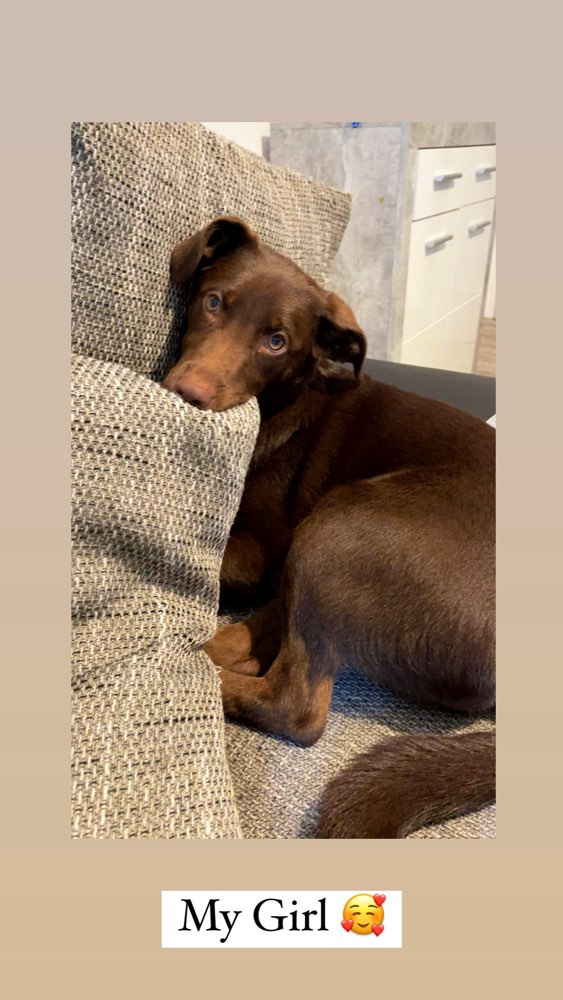 Hundetreffen-Treffen zum Spielen-Profilbild