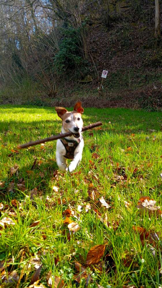 Hundetreffen-Spielfreunde gesucht-Profilbild