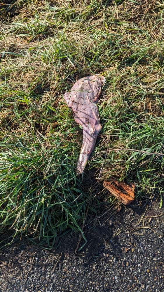 Giftköder-Roher Gänse-/Enten-(/o.ä.) Schenkel-Profilbild