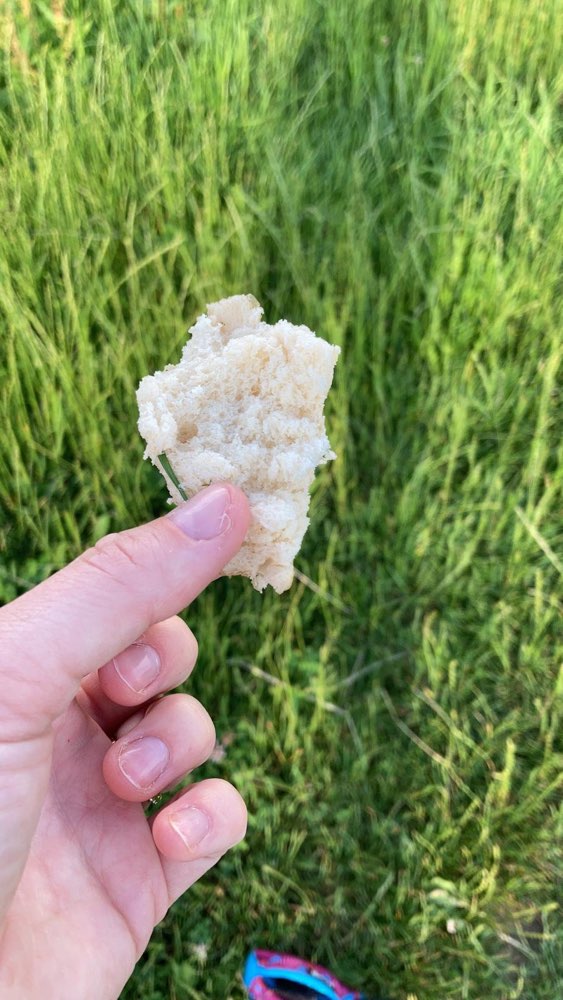 Giftköder-Toast Brot auf dem Feld.-Profilbild