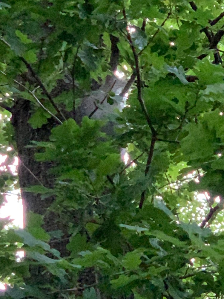 Giftköder-Eichenprozessionspinner-Profilbild