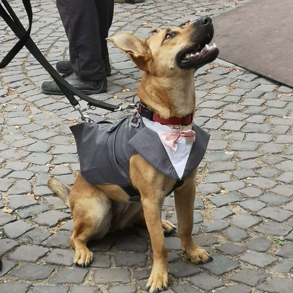 Hundetreffen-Spielkameraden gesucht-Profilbild