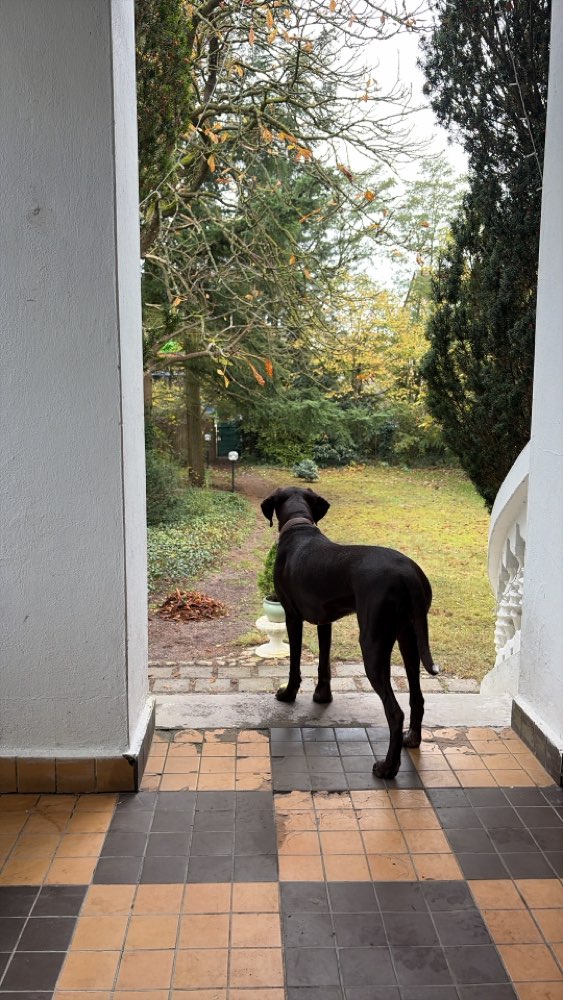 Hundetreffen-Spazieren und spiele-Profilbild