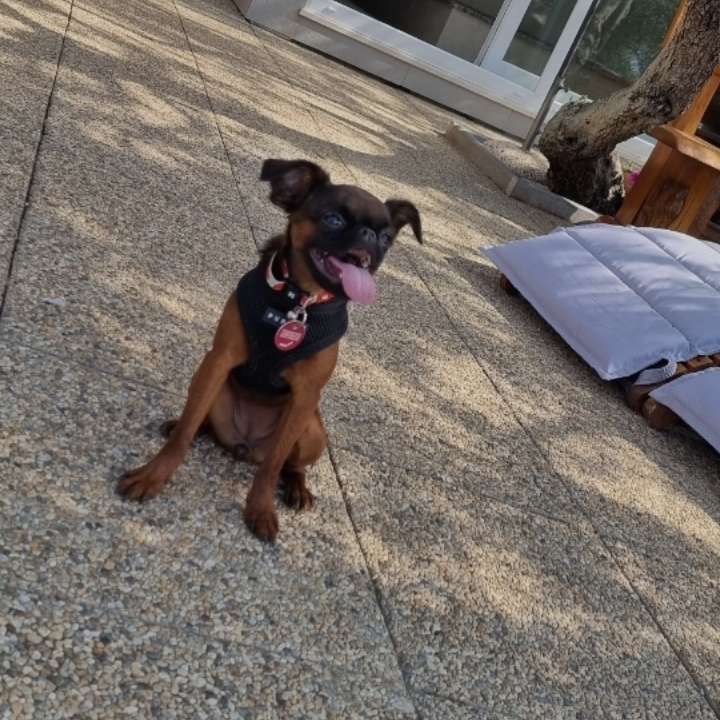 Hundetreffen-Treffen, Spazieren oder spielerunde-Profilbild