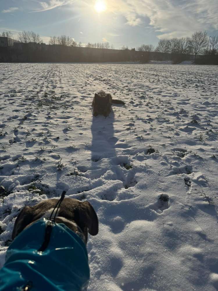 Hundetreffen-Spieltreffen oder gemeinsames spazieren 🐶-Profilbild
