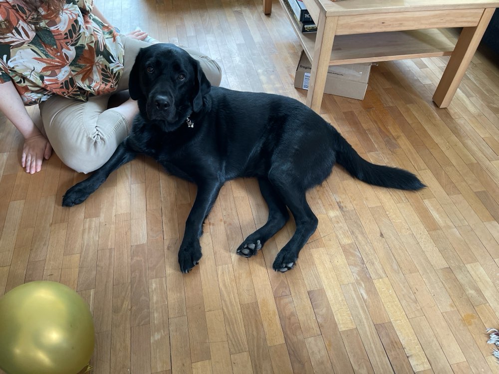 Hundetreffen-Gemeinsame Spazierrunde im Wald-Profilbild