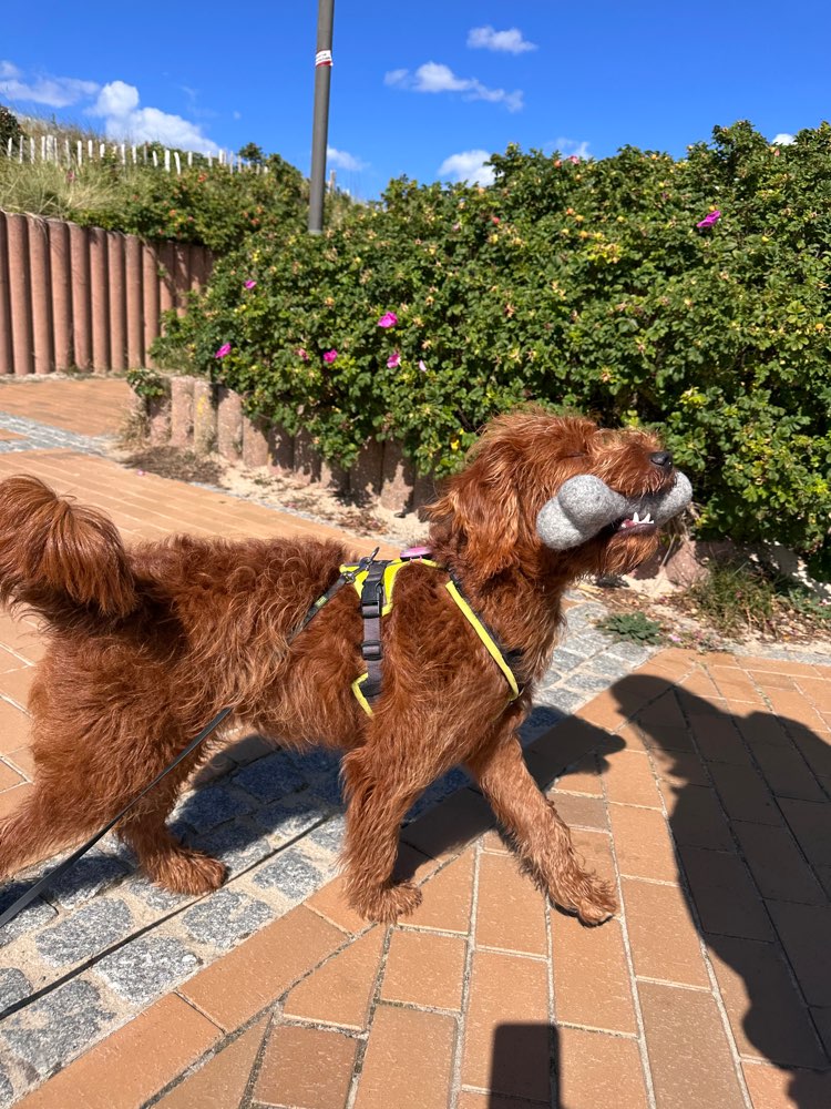 Hundetreffen-Trainingspartner und Hunde Freunde gesucht-Profilbild