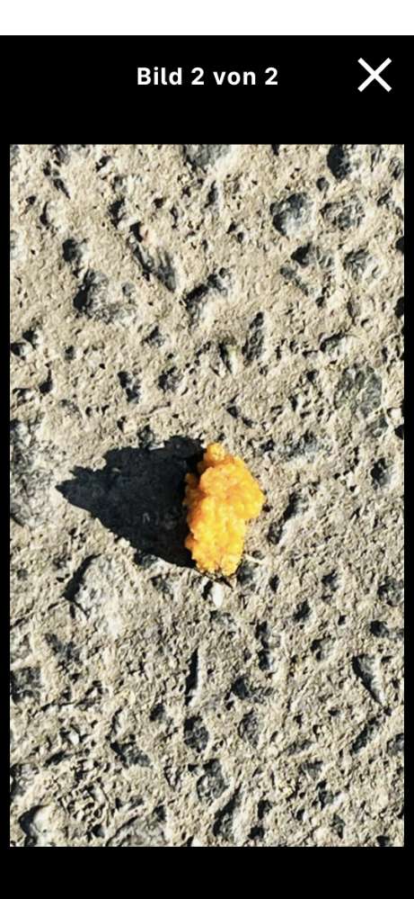 Giftköder-Verdacht auf Giftköder-Profilbild