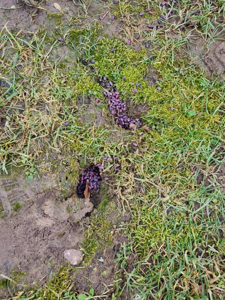 Giftköder-Rattengift-Profilbild