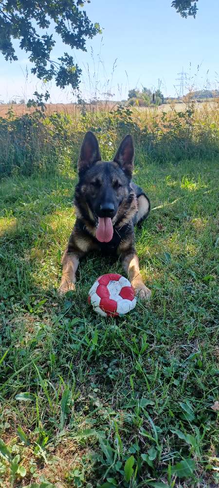 Hundetreffen-Übungsrunde/ Social Walk-Profilbild