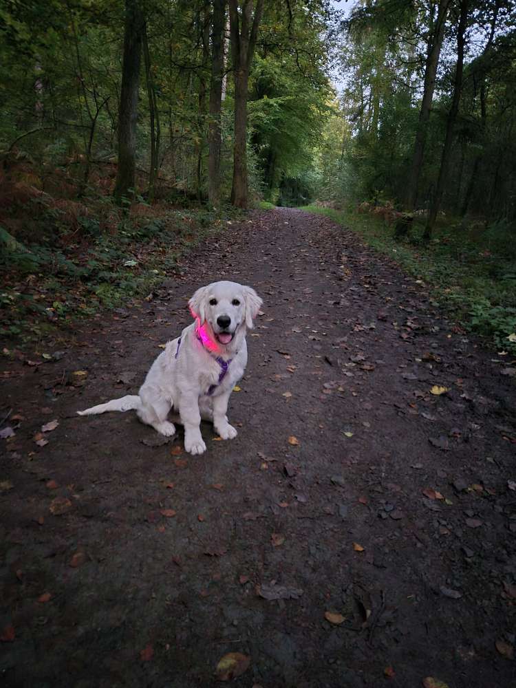 Hundetreffen-Spaziergang Mollenkotten Wuppertal-Profilbild