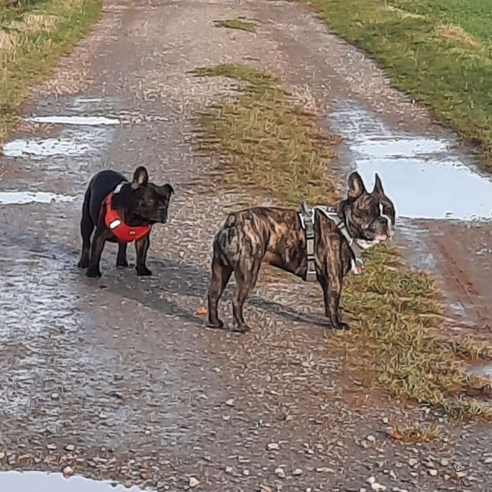 Hundetreffen-Wir suchen Bullyfreunde zum toben und spielen-Profilbild