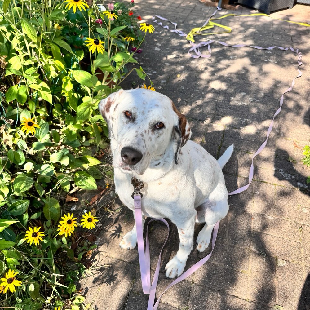 Hundetreffen-Gassi und spielen-Profilbild