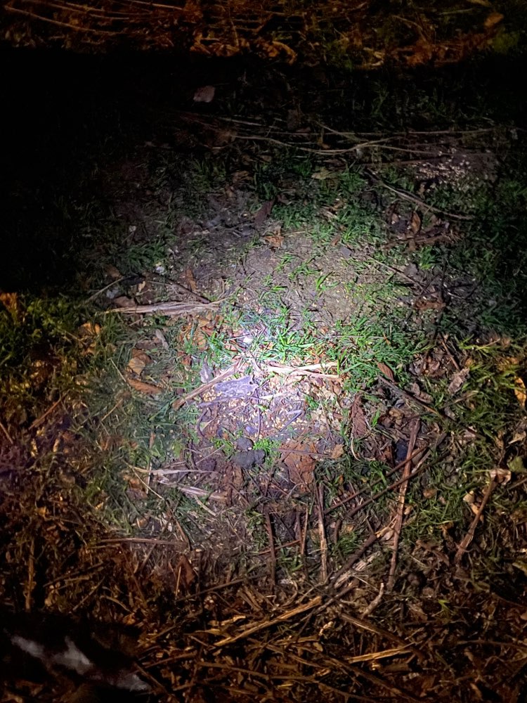 Giftköder-Möglicher Giftköder bzw. Rattengift-Profilbild