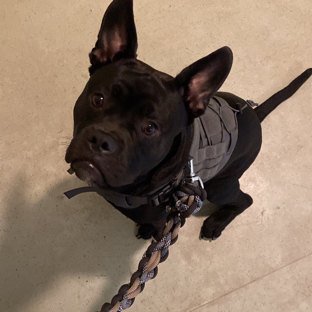 Hundetreffen-Spielrunden-Profilbild