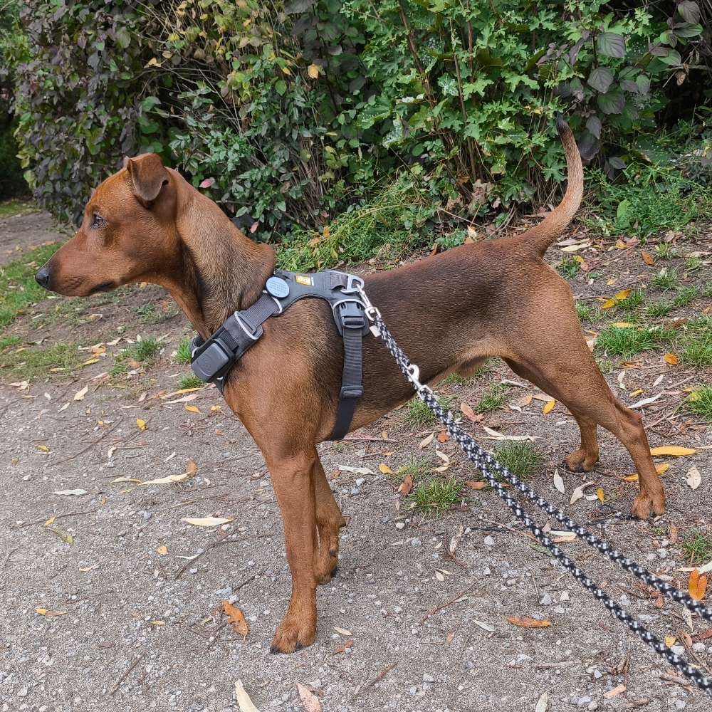 Hundetreffen-Gassi-Freunde gesucht-Profilbild