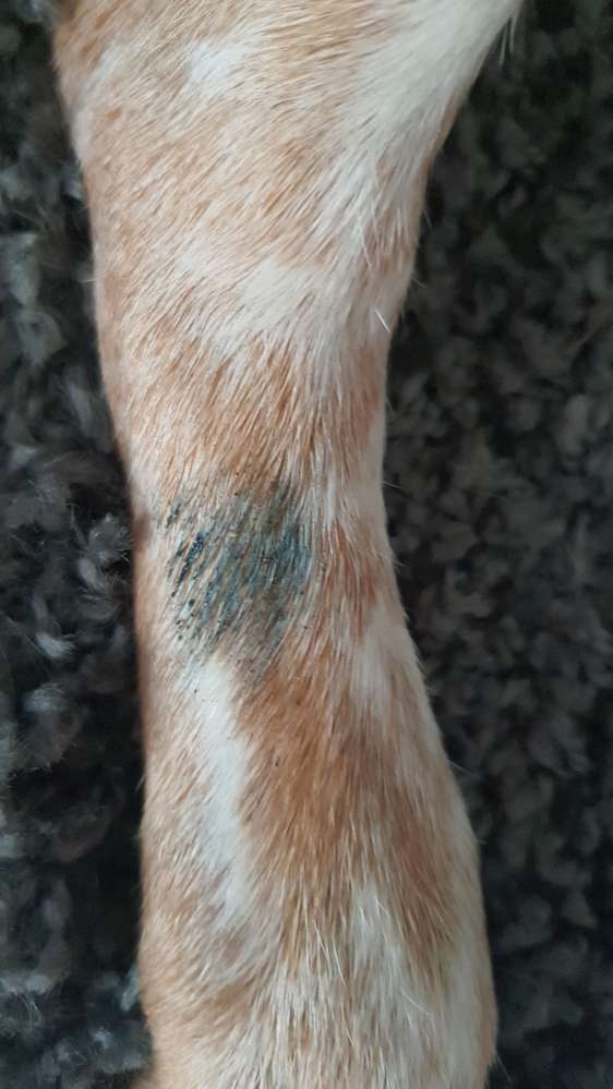 Giftköder-Verdacht auf Rattengift-Profilbild