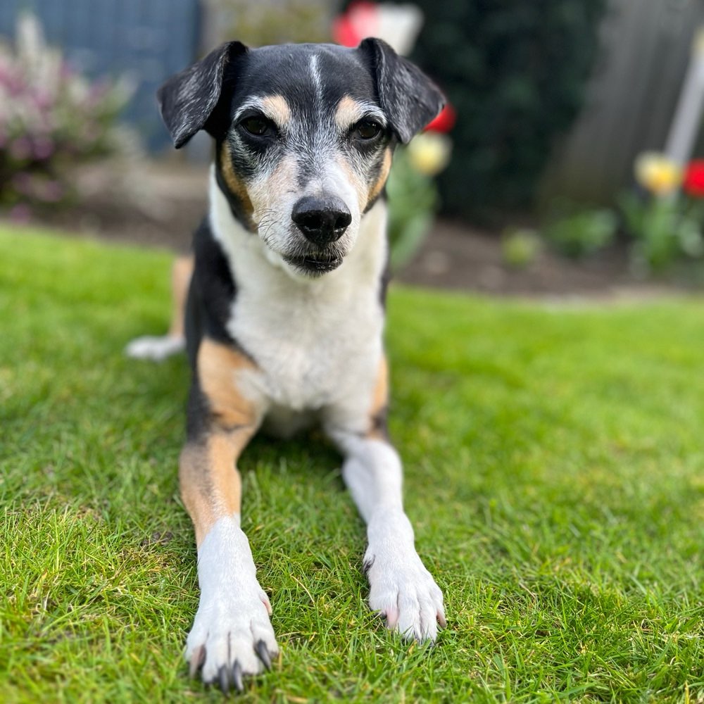 Ein Bild im Platz im grünen 🥰🐕 Banner