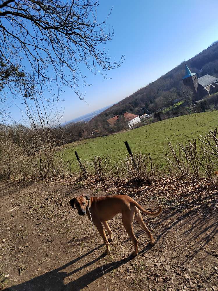 Hundetreffen-Leo freut sich auf Spielabenteuer-Profilbild