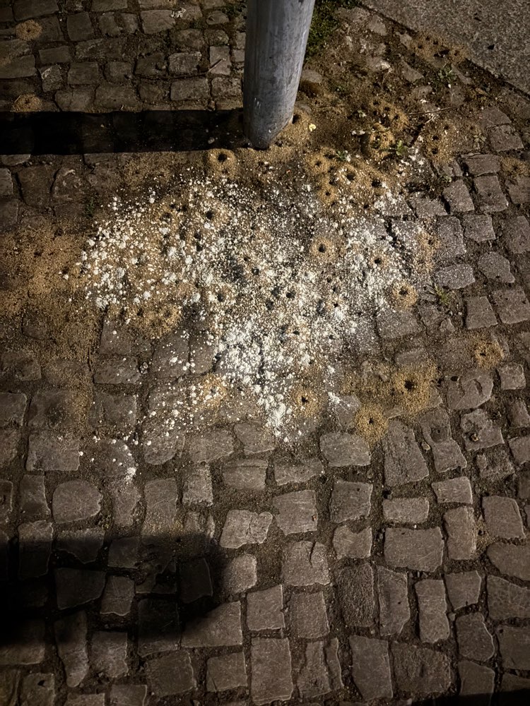 Giftköder-Möglicherweise Giftköder-Profilbild