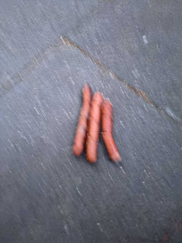 Giftköder-Mögliche Giftköder unter der Hecke-Profilbild