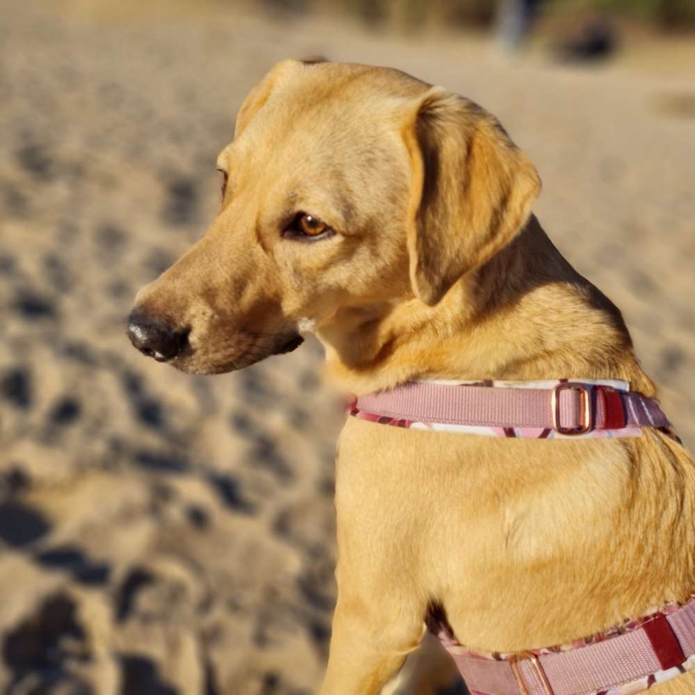 Hundetreffen-Spazieren und Toben-Profilbild